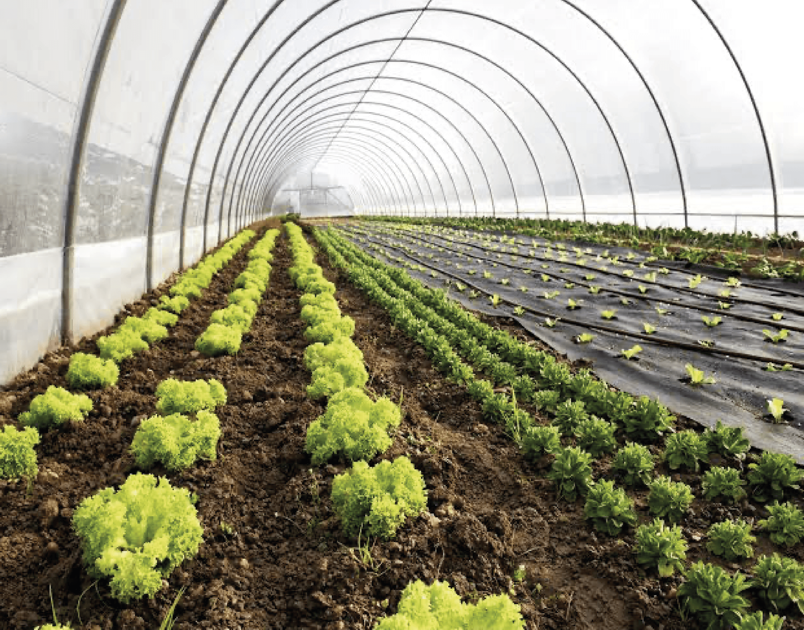 Centro de Acopio Agrologístico